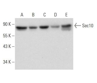 Sec10 Antibody (C-4) - Western Blotting - Image 333352 