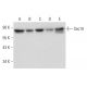 Sec10 Antibody (C-4) - Western Blotting - Image 333352 