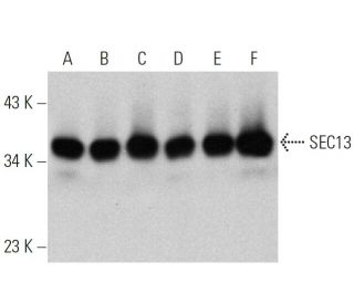 SEC13 Antibody (F-6) - Western Blotting - Image 359999 
