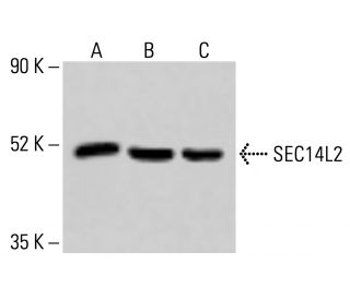 SEC14L2 Antibody (H-5) - Western Blotting - Image 414154 