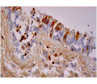 SEC14L2/L3/L4 Antibody (E-10) - Immunohistochemistry - Image 286384 