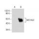 SEC14L2/L3/L4 Antibody (E-10) - Western Blotting - Image 141302