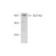 SEC14L3 Antibody (E-1) - Western Blotting - Image 345949 
