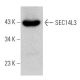 SEC14L3 Antibody (E-1) - Western Blotting - Image 364955