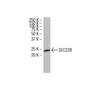 SEC22B Antibody (29-F7) - Western Blotting - Image 34626 