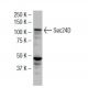 Sec24D Antibody (34.1) - Western Blotting - Image 34627