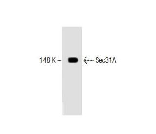 Sec31A Antibody (32) - Western Blotting - Image 127552 