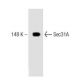 Sec31A Antibody (32) - Western Blotting - Image 127552 