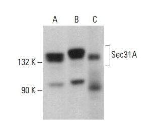Sec31A Antibody (H-2) - Western Blotting - Image 377712 