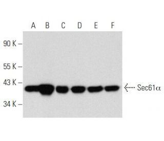 Sec61α Antibody (G-2) - Western Blotting - Image 357298