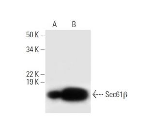 Sec61β Antibody (E-6) - Western Blotting - Image 297018Each CRISPR/Cas9 Knockout (KO) Plasmid product consists of a pool of 3 plasmids designed to ensure identification and cleavage of a specific gene for maximum knockout efficiency. Each plasmid encodes a unique 20 nt sequence derived from the GeCKO (v2) library.