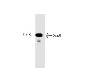 Sec8 Antibody (14) - Western Blotting - Image 127508