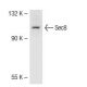 Sec8 Antibody (LB-2) - Western Blotting - Image 41080 