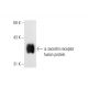 secretin receptor Antibody (E-9) - Western Blotting - Image 66251