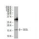SEDL Antibody (JK-4) - Western Blotting - Image 34669