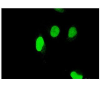 SEI-1 Antibody (3H4) - Immunofluorescence - Image 351775 