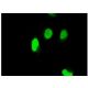 SEI-1 Antibody (3H4) - Immunofluorescence - Image 351775 