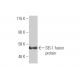 SEI-1 Antibody (3H4) - Western Blotting - Image 349572