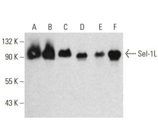 Sel-1L Antibody (F-3) - Western Blotting - Image 385161 