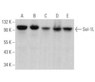 Sel-1L Antibody (G-11) - Western Blotting - Image 374999 