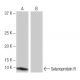 Selenoprotein R Antibody (QA-V7) - Western Blotting - Image 65049