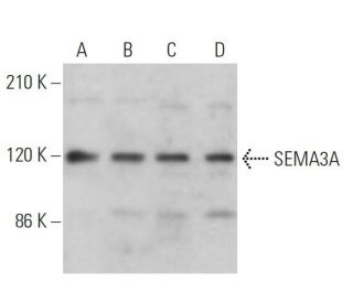 SEMA3A Antibody (C-1) - Western Blotting - Image 379519