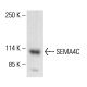 SEMA4C Antibody (37) - Western Blotting - Image 412889
