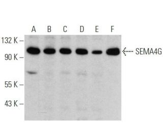 SEMA4G Antibody (C-12) - Western Blotting - Image 356239 