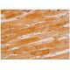 SEMA6B Antibody (G-7) - Immunohistochemistry - Image 346187 