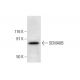 SEMA6B Antibody (G-7) - Western Blotting - Image 296888