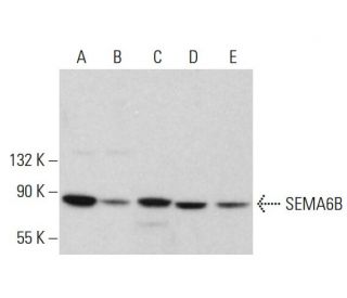 SEMA6B Antibody (G-7) - Western Blotting - Image 380391 