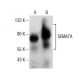 SEMA7A Antibody (D-4) - Western Blotting - Image 154115 