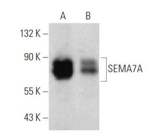 SEMA7A Antibody (D-4) - Western Blotting - Image 359544 