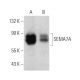 SEMA7A Antibody (D-4) - Western Blotting - Image 359544 