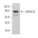 SEMA7A Antibody (D-4) - Western Blotting - Image 374998