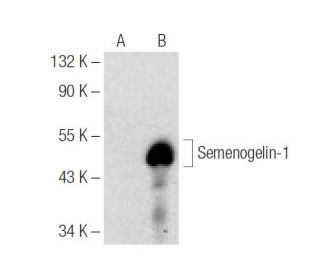 Semenogelin-1 Antibody (G-1) - Western Blotting - Image 146385