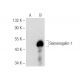 Semenogelin-1 Antibody (G-1) - Western Blotting - Image 146385
