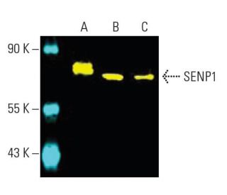 SENP1 Antibody (C-12) - Western Blotting - Image 396214