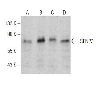 SENP3 Antibody (E-9) - Western Blotting - Image 360614 