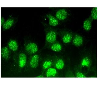 SENP3 Antibody (G-3) - Immunofluorescence - Image 295352 