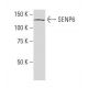 SENP6 Antibody (79-M) - Western Blotting - Image 33958 