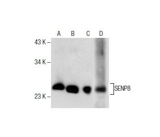 SENP8 Antibody (E-11) - Western Blotting - Image 285835 