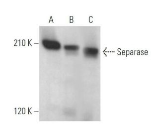 Separase Antibody (B-4) - Western Blotting - Image 373120 