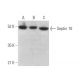Septin 10 Antibody (D-9) - Western Blotting - Image 371311 