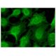Septin 5 Antibody (E-10) - Immunofluorescence - Image 151125
