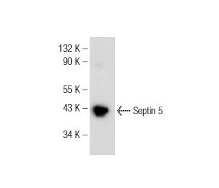 Septin 5 Antibody (E-10) - Western Blotting - Image 147141 
