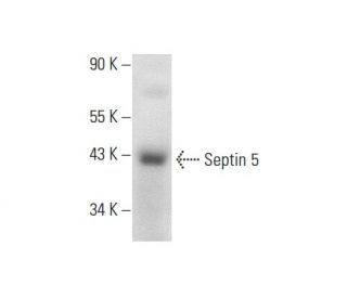 Septin 5 Antibody (E-8) - Western Blotting - Image 139075