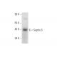 Septin 5 Antibody (E-8) - Western Blotting - Image 139075
