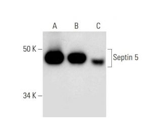 Septin 5 Antibody (H-7) - Western Blotting - Image 289612 