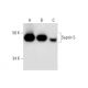 Septin 5 Antibody (H-7) - Western Blotting - Image 289612 